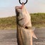 画像 鹿児島で釣りをするマンのユーザープロフィール画像