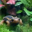 ここものサムネイル
