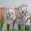 画像 ミックス犬ショコラロール親子の癒し隊生活のユーザープロフィール画像