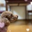 yuzumiのサムネイル