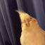 toritoripupuのサムネイル
