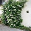 画像 gardening at ヘーベルハウス☆のユーザープロフィール画像