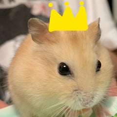 luministのプロフィール