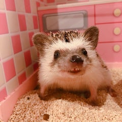 みみのプロフィール