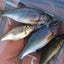 画像 日淡青年のタナゴ釣り雑魚釣り水草育成日記のユーザープロフィール画像
