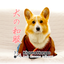 【北海道コーギー】むぎん家＠きよらのサムネイル