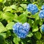 紫陽花のサムネイル