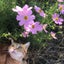 きはちのサムネイル