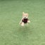 ごほうびパンのサムネイル