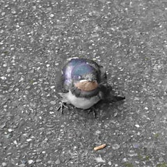 五味ひろいのプロフィール