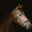 画像 地方競馬の馬主生活のユーザープロフィール画像