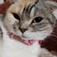 AIMかみちゃんのサムネイル