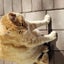 ぼっちねこのサムネイル