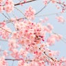 さくらの資格日記～仕事と韓国語と個別塾から中学受験～のプロフィール