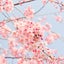 さくらの資格日記～仕事と韓国語と個別塾から中学受験～のサムネイル