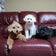 superdogcompany