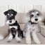 画像 髭犬ココナッツ [日本の北から東へ移住したシュナ２匹と夫婦のブログ]のユーザープロフィール画像