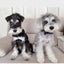 髭犬ココナッツ [日本の北から東へ移住したシュナ２匹と夫婦のブログ]のサムネイル