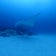 La sirena