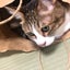 朱宇のサムネイル