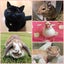 みーみーのサムネイル