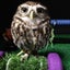 ポメコのサムネイル