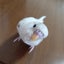 ゆめこのサムネイル