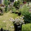 画像 小さな庭と家　花と野菜のユーザープロフィール画像