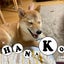 画像 柴犬”花子”の成長記録のユーザープロフィール画像