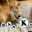 shibahana1029のサムネイル