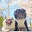 しーちゃんのサムネイル
