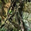 画像 FUJIGOKE【藤苔】の“Paludariumと熱帯植物”のユーザープロフィール画像