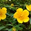 画像 よっしーの黄色い種(マヤ暦)のユーザープロフィール画像