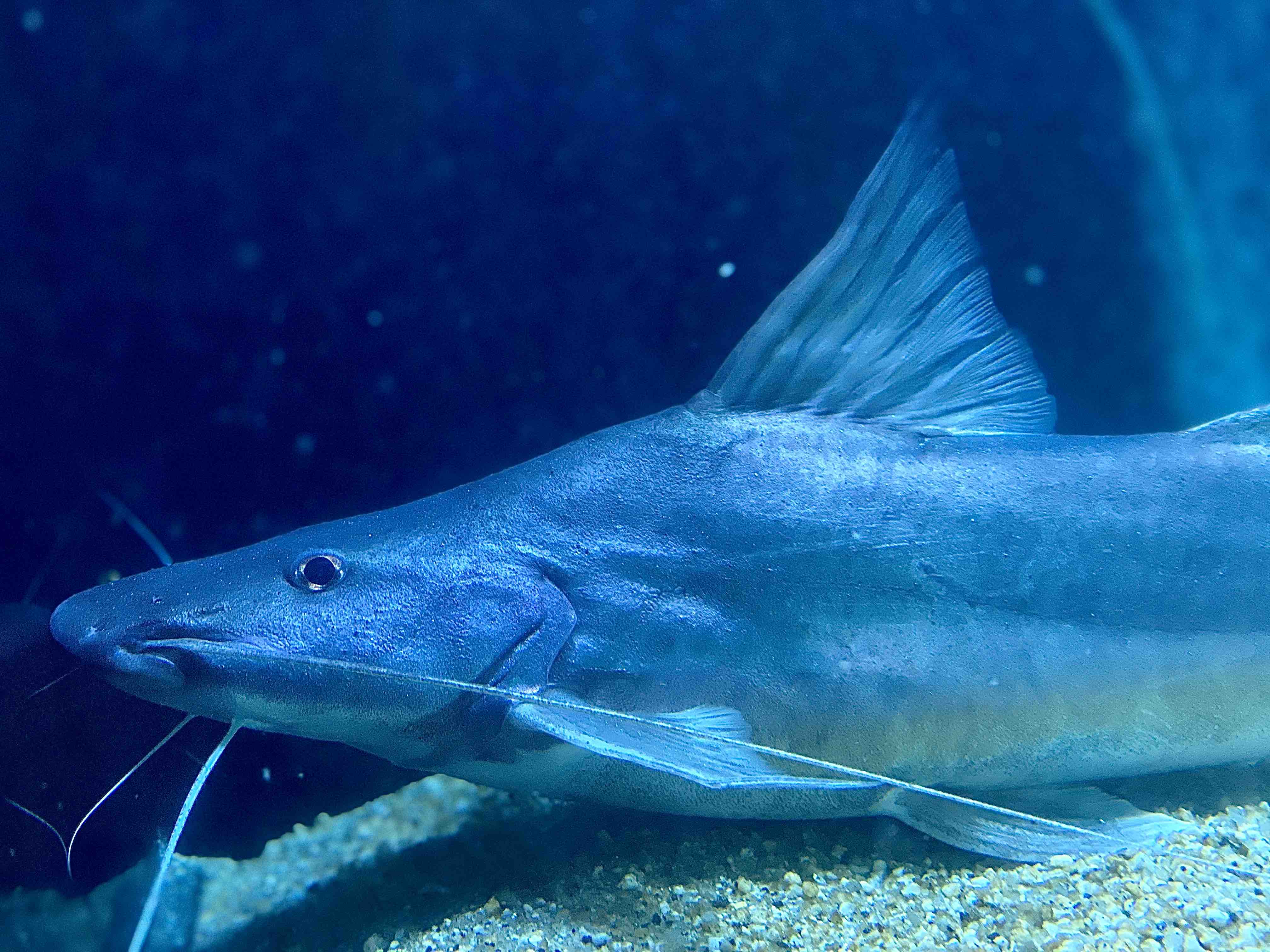 成長記録 拒食？モンスターギセラビチャー 80up を飼育して感じた事