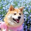 画像 ハナの母のブログ(柴犬チコちゃん)のユーザープロフィール画像
