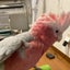 セネかあちゃんのサムネイル