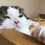 画像 愛猫りくの闘病記録～腎結石～のユーザープロフィール画像