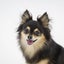 画像 Dog Salon Lipine(ﾄﾞｯｸﾞｻﾛﾝ ﾘﾋﾟﾈ)のユーザープロフィール画像