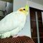 はちのサムネイル