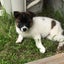 小梅のサムネイル