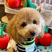 トイプードルあんずとへなちょこママのおすすめのサムネイル