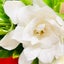 画像 エリ花工房 ［エリカコウボウ］東京中野区にある花屋ですのユーザープロフィール画像