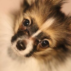 papillon-rinchanのプロフィール