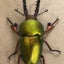 画像 色虫艶虫 クワガタ虫 カブト虫 飼育日誌のユーザープロフィール画像