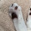 モリケイのサムネイル