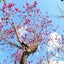 東風吹かばのサムネイル