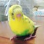 パンちゃんのサムネイル