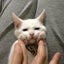 かりんのて。のサムネイル