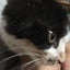 画像 片耳猫の愛(マナ)の日記のユーザープロフィール画像