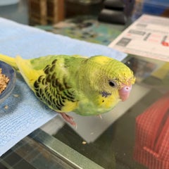 ましこたか志のプロフィール
